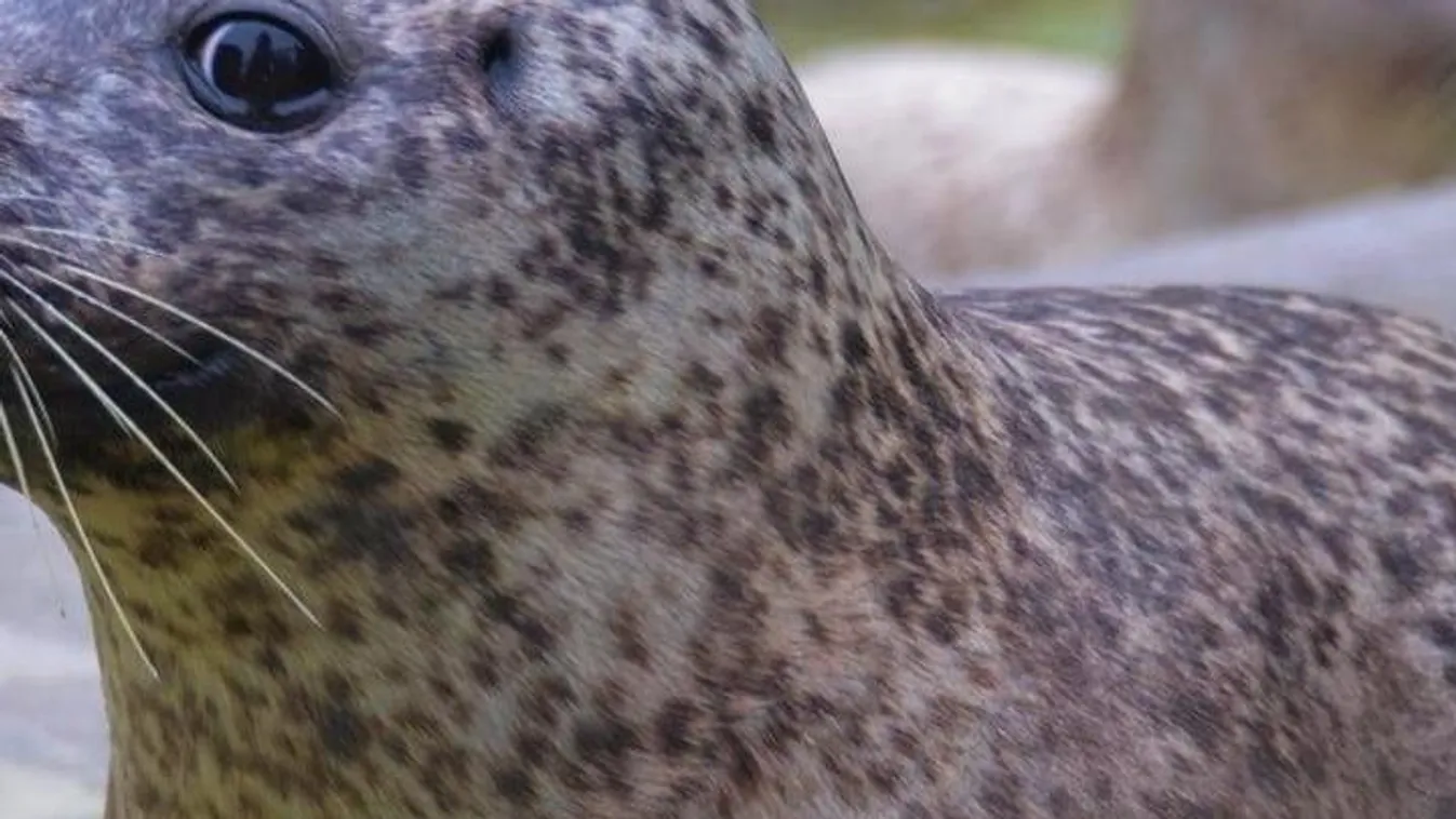 Új helyre költözik a Nyíregyházi Állatkert fókapárja