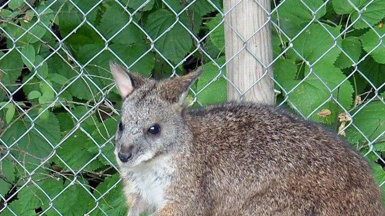 Kihaltnak hitt állat érkezett a Fővárosi Állat-és Növénykertbe