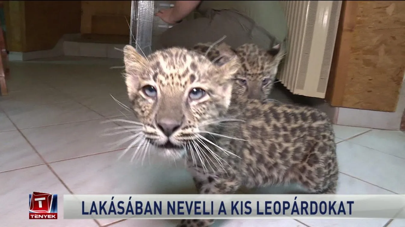 Lakásában neveli a kis leopárdokat