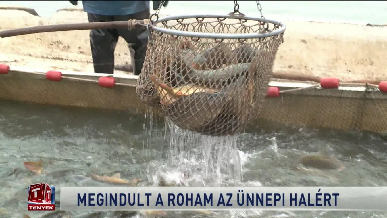 Megindult a roham az ünnepi halért