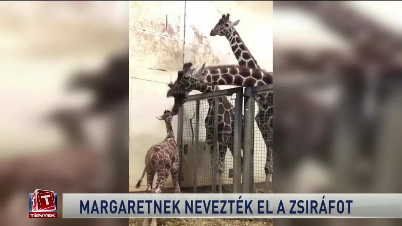 Margaretnek nevezték el a zsiráfot