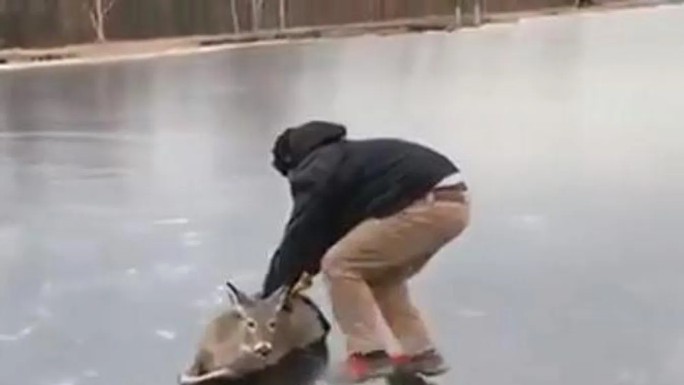 Kimentették a jégről a rémült őzet - VIDEÓ