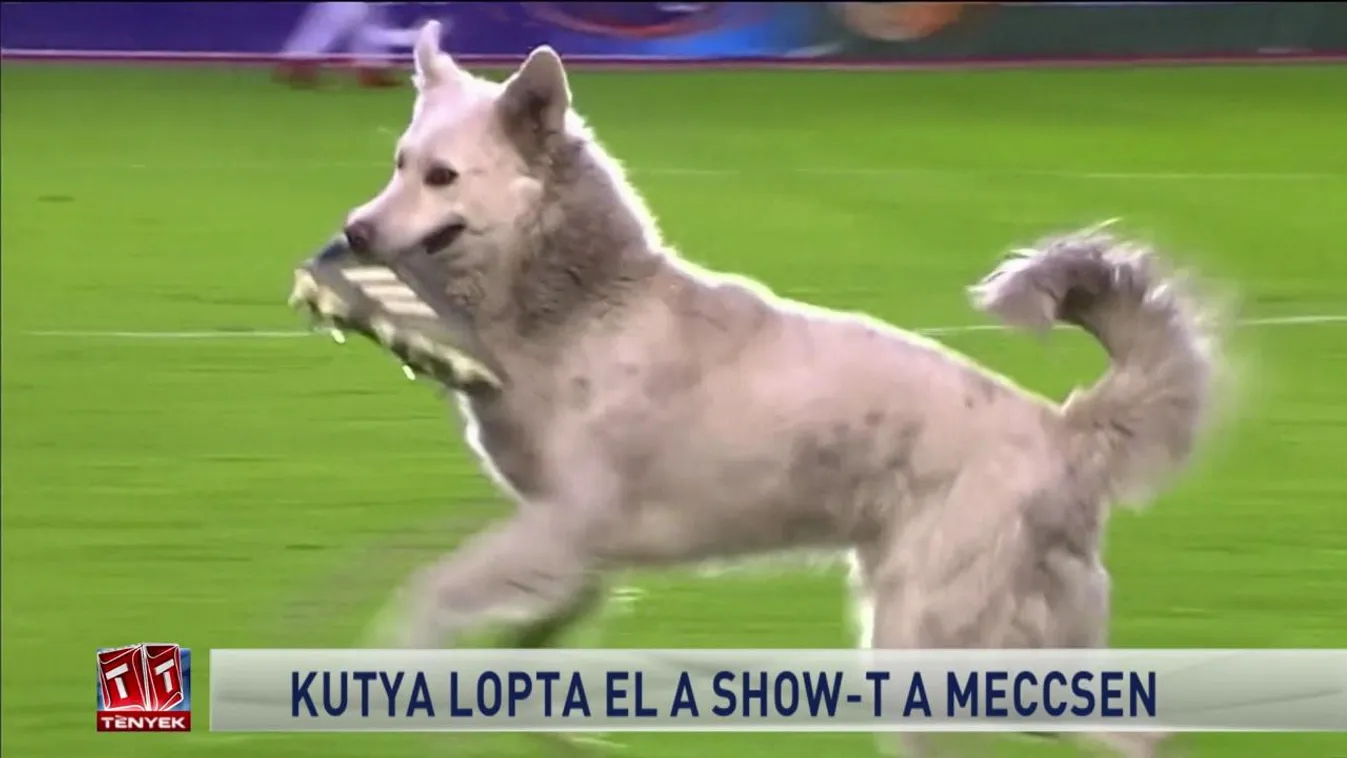 Kutya lopta el a show-t a meccsen
