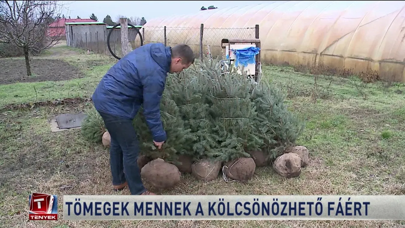 Tömegek mennek a kölcsönözhető fáért