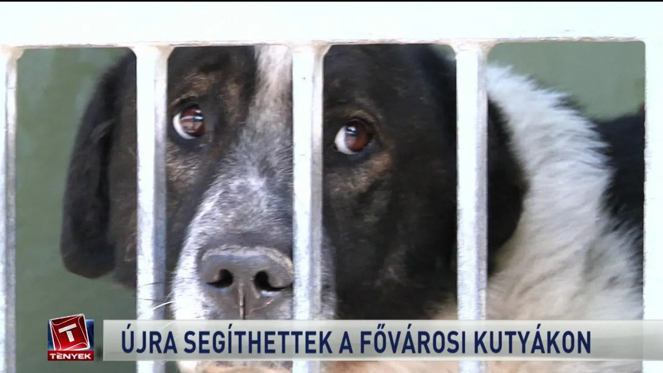 Újra segíthettek a fővárosi kutyákon