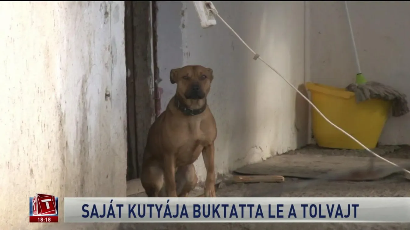 Saját kutyája buktatta le a tolvajt