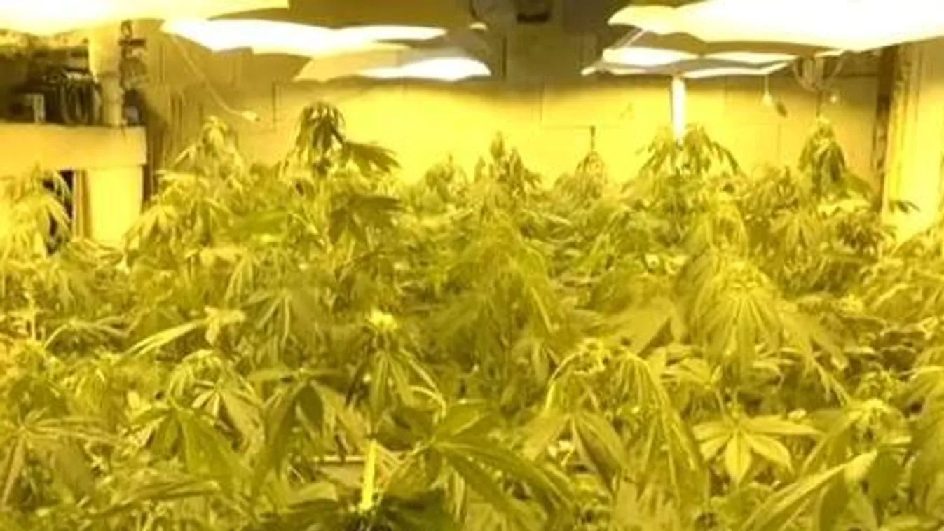 Egzotikus kertet épített cannabisból a sufniban - VIDEÓ