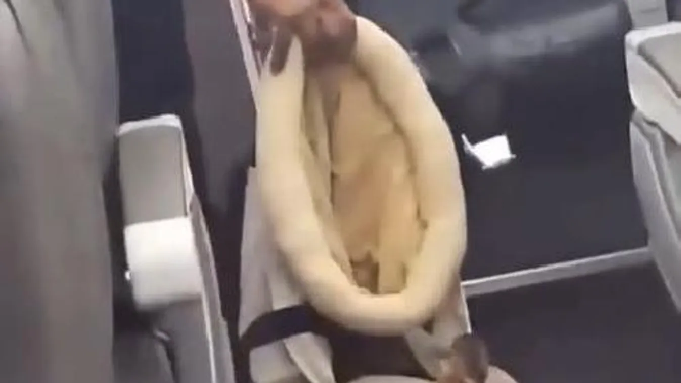 Boldogan ugrált a kenguru bébi az amerikai utasszállítón - VIDEÓ