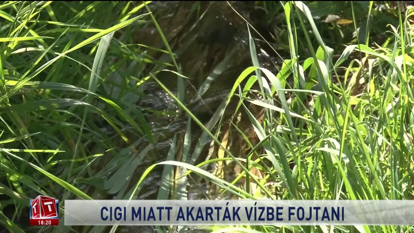 Cigi miatt akarták vízbe fojtani