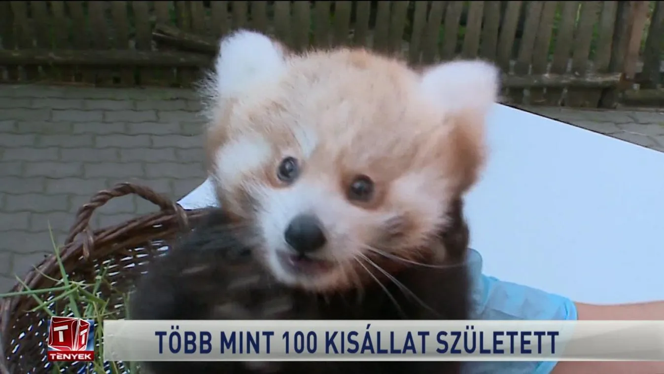 Több mint 100 kisállat született