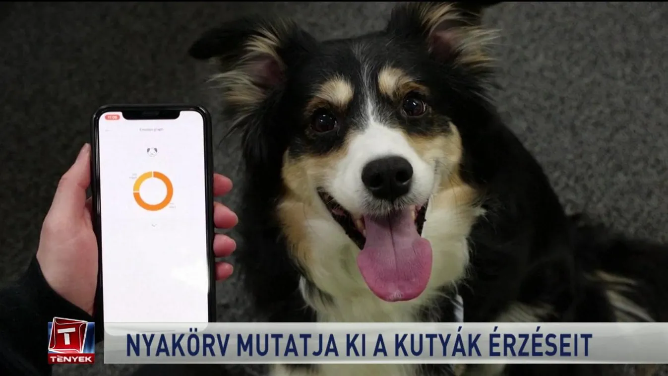 Nyakörv mutatja ki a kutyák érzéseit