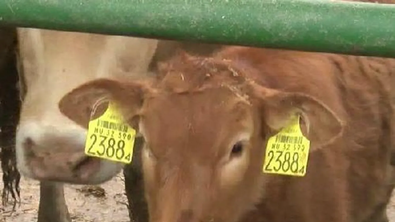 Feltalálták a tehén nélküli tejet