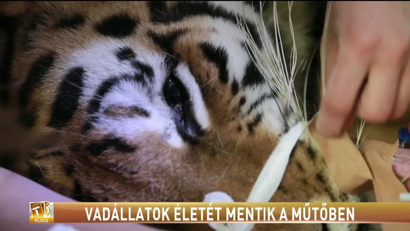Vadállatok életét mentik a műtőben