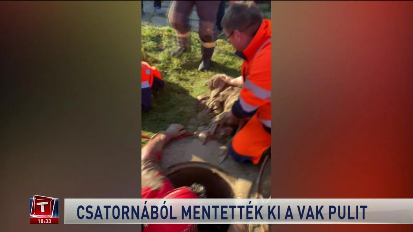 Csatornából mentették ki a vak pulit
