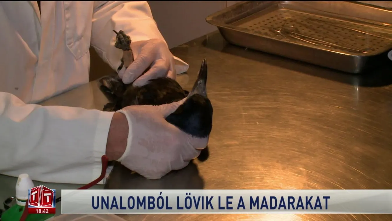 Unalomból lövik le a madarakat