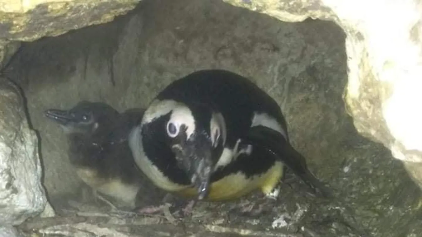 Pingvinek születtek Szegeden -Fotók