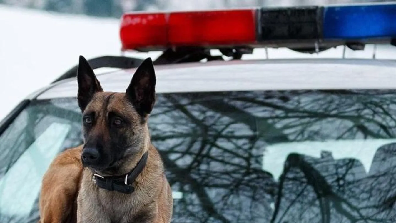 Több rendőrkutyát megmérgeztek