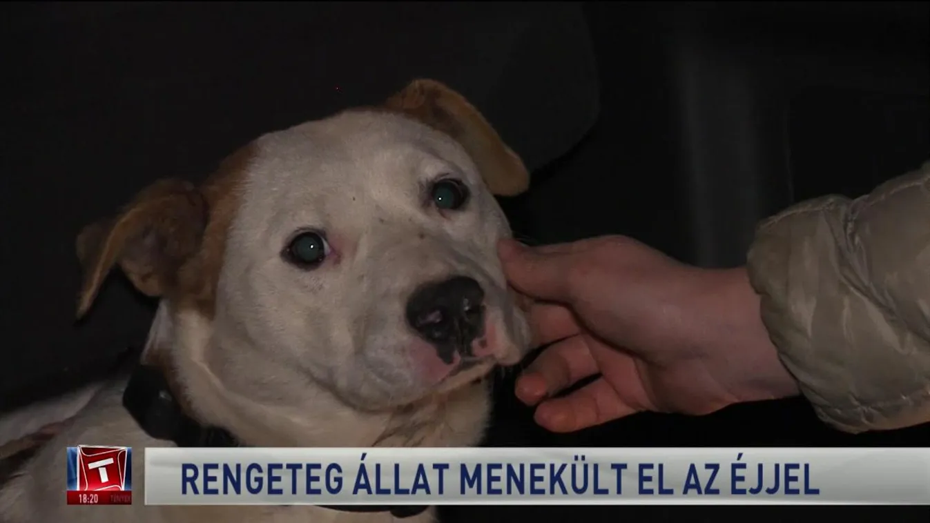 Rengeteg állat menekült el az éjjel