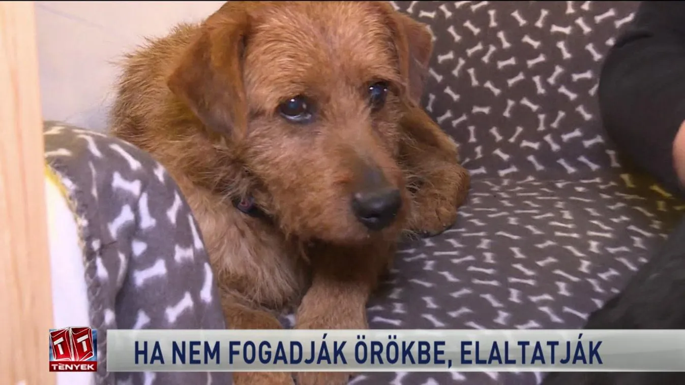 Ha nem fogadják örökbe, elaltatják
