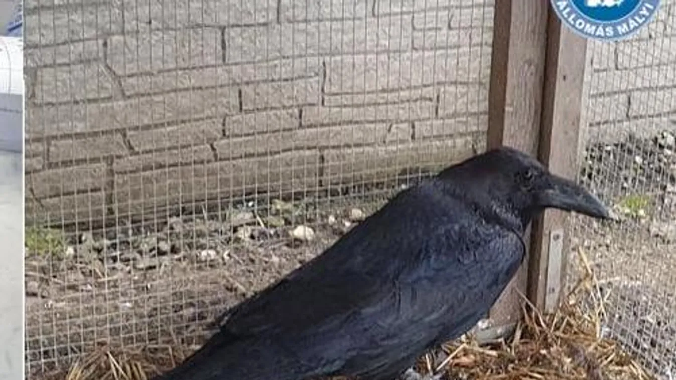 Cipőt kapott Holló Benő