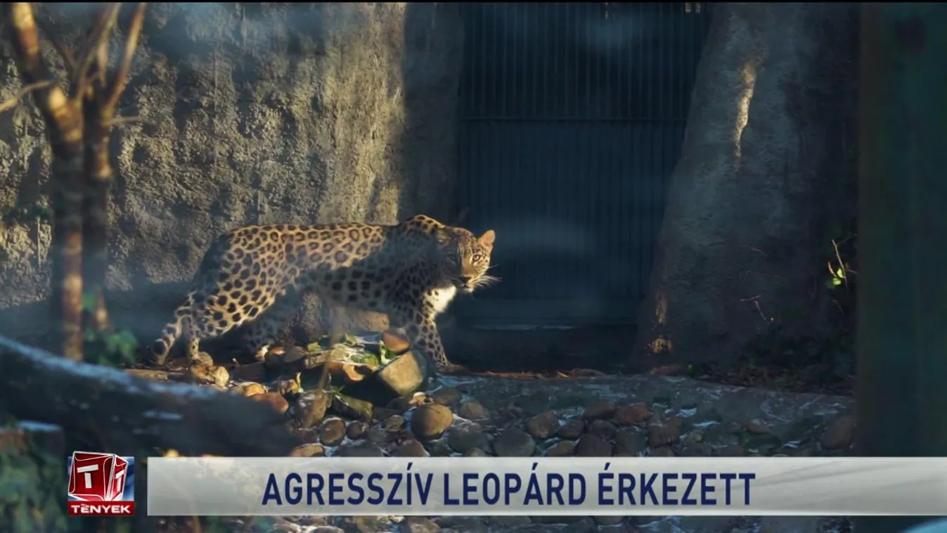 Agresszív leopárd érkezett