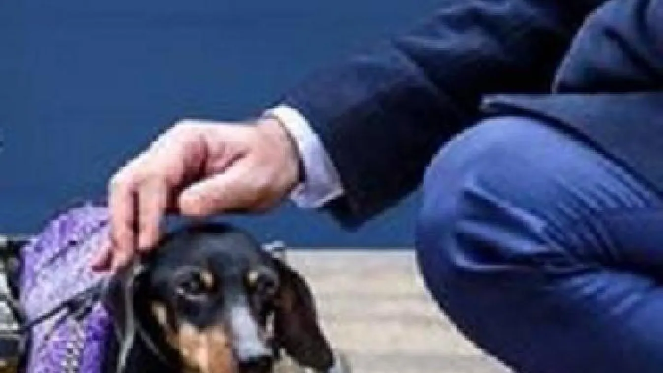 Mindent az állatokért: állatvédelmi társadalmi párbeszéd indult