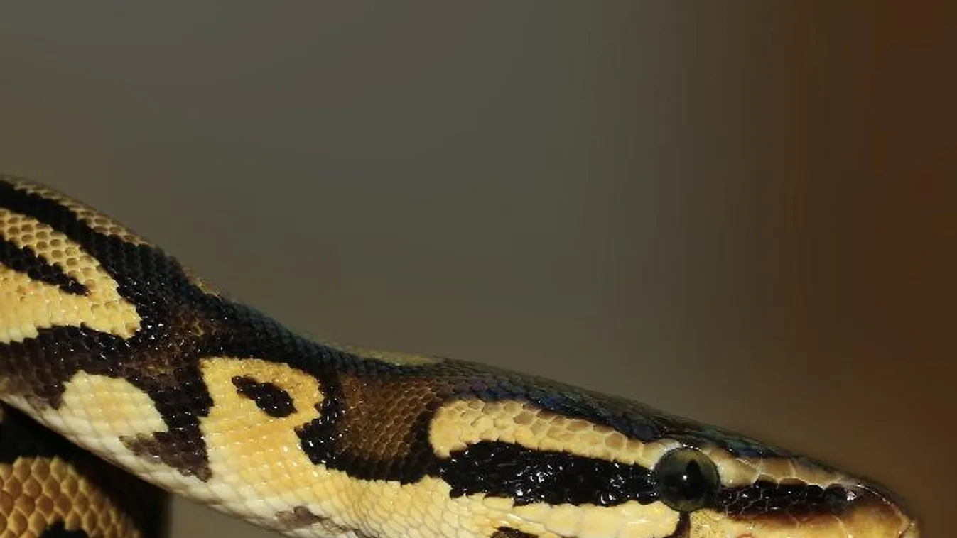 Ötven kilométert utazott a szélvédőn a hüllő - videó