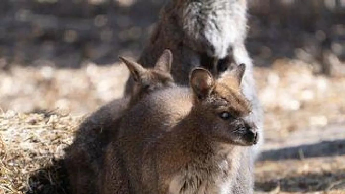 Bennett-kengurubébi nevelkedik a debreceni állatkertben - Fotó