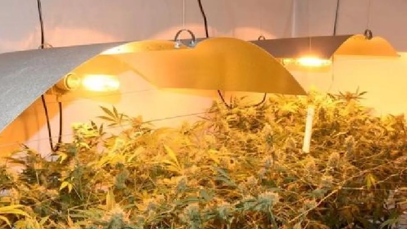 Kiskertész: óriási kannabisz ültetvényt ápolt a bérelt lakásában egy férfi - Fotók