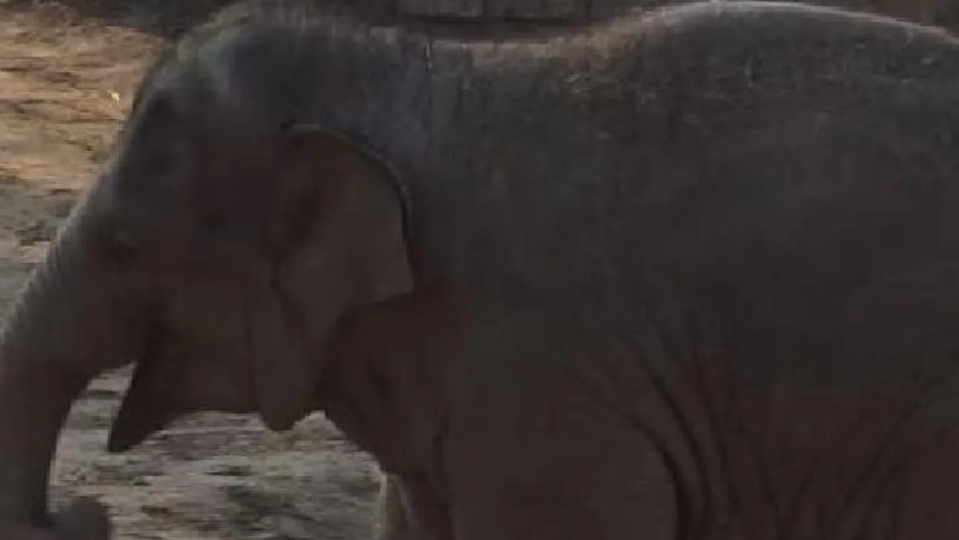 Napi cuki: videóra vették, ahogy egy elefántkölyök önfeledten játszik
