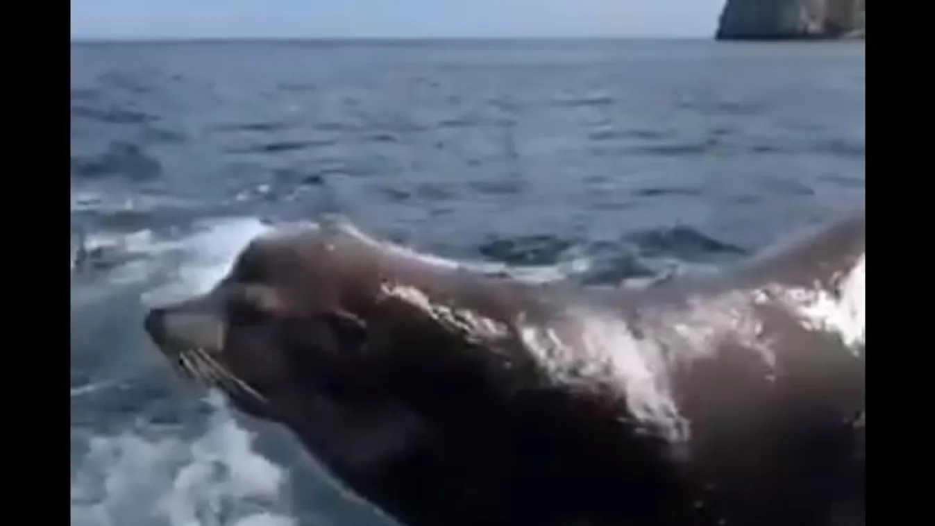 Felugrott a hajóra, majd mindent felfalt, amit ott talált a kapzsi látogató  - Videó