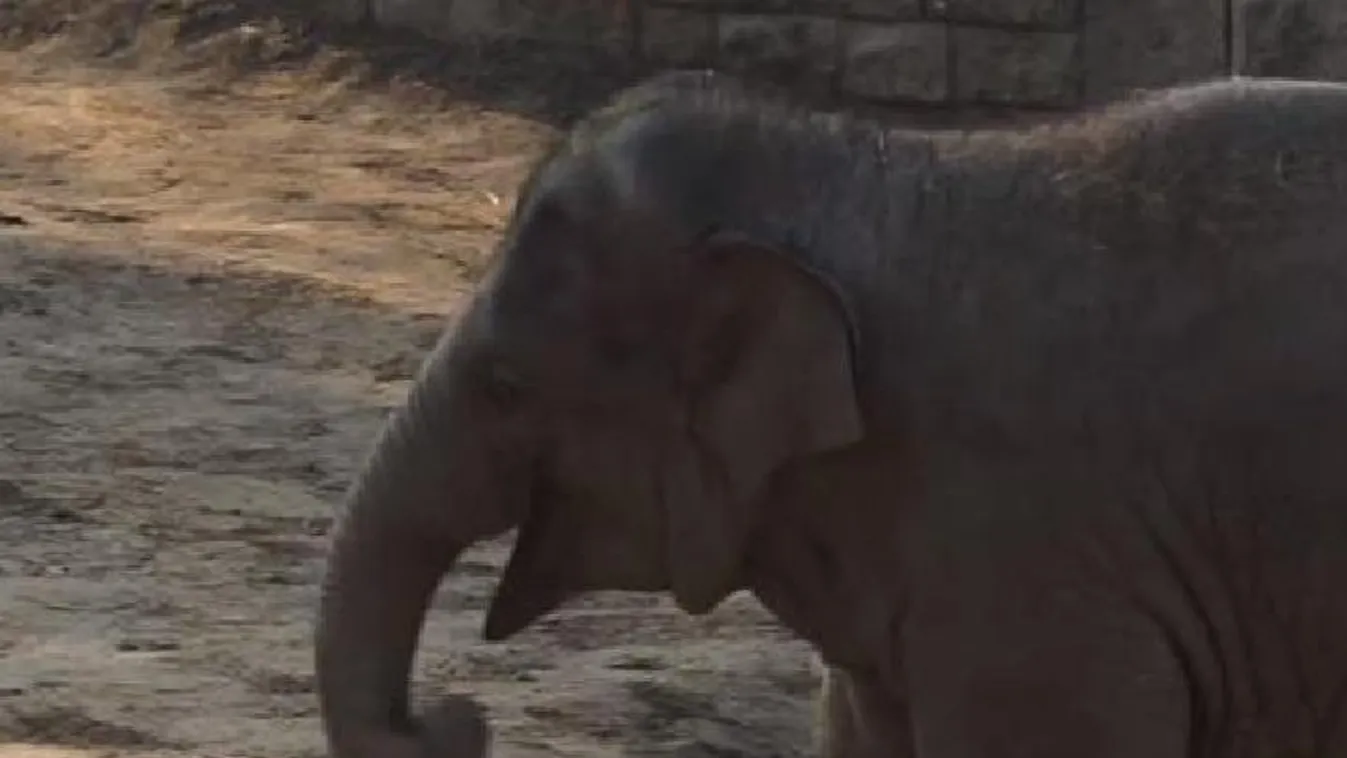 Igazi labdazsonglőr a Fővárosi Állat- és Növénykert  kiselefántja - videó