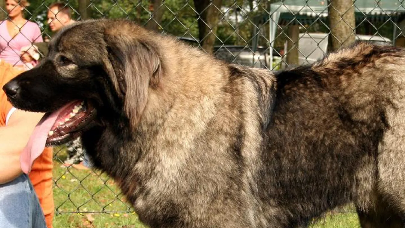 Letöltendő börtönbüntetést kapott az állatkínzó, aki három óra szenvedésre ítélte a kutyáját