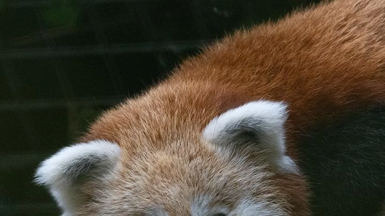 Indiába költözik Pici, a debreceni állatkert vörös pandája