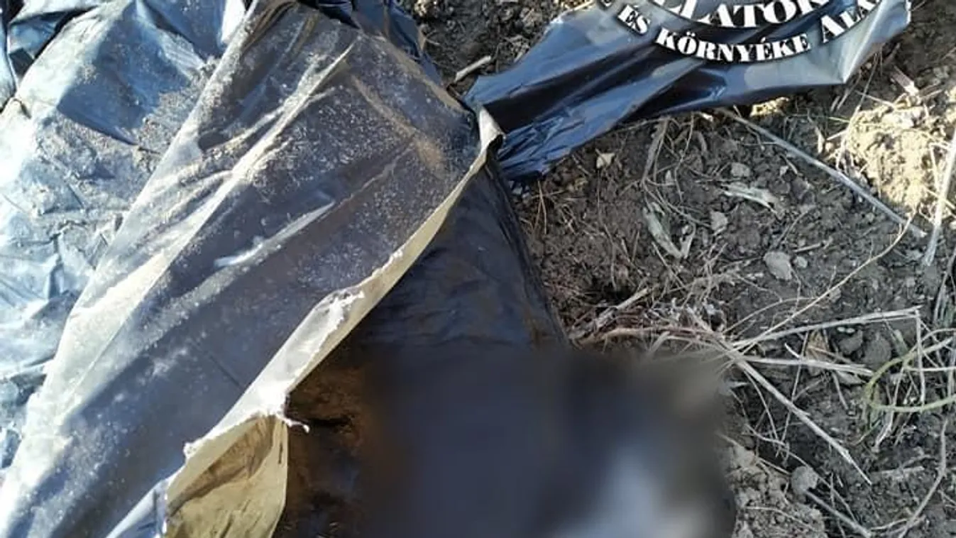 Szemeteszsákba zárva gyilkolták meg a kölyökkutyákat - fotók