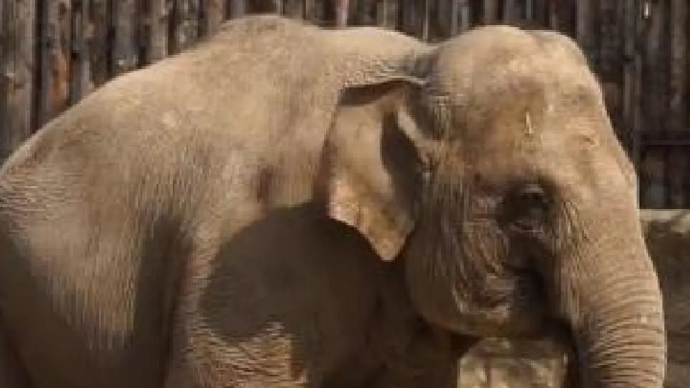 Hoz-e a nyuszi kiselefántot húsvétra? - Videó