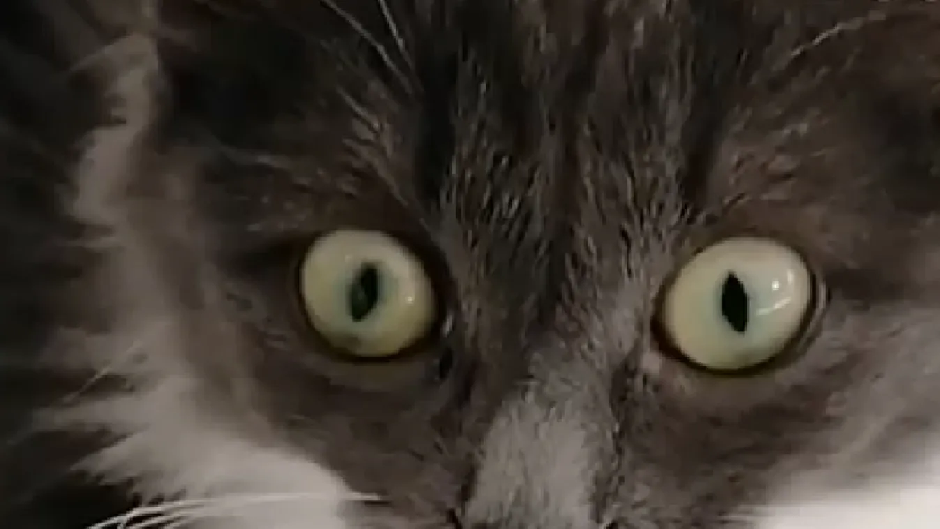 Ritka betegséggel küzd a kiscica