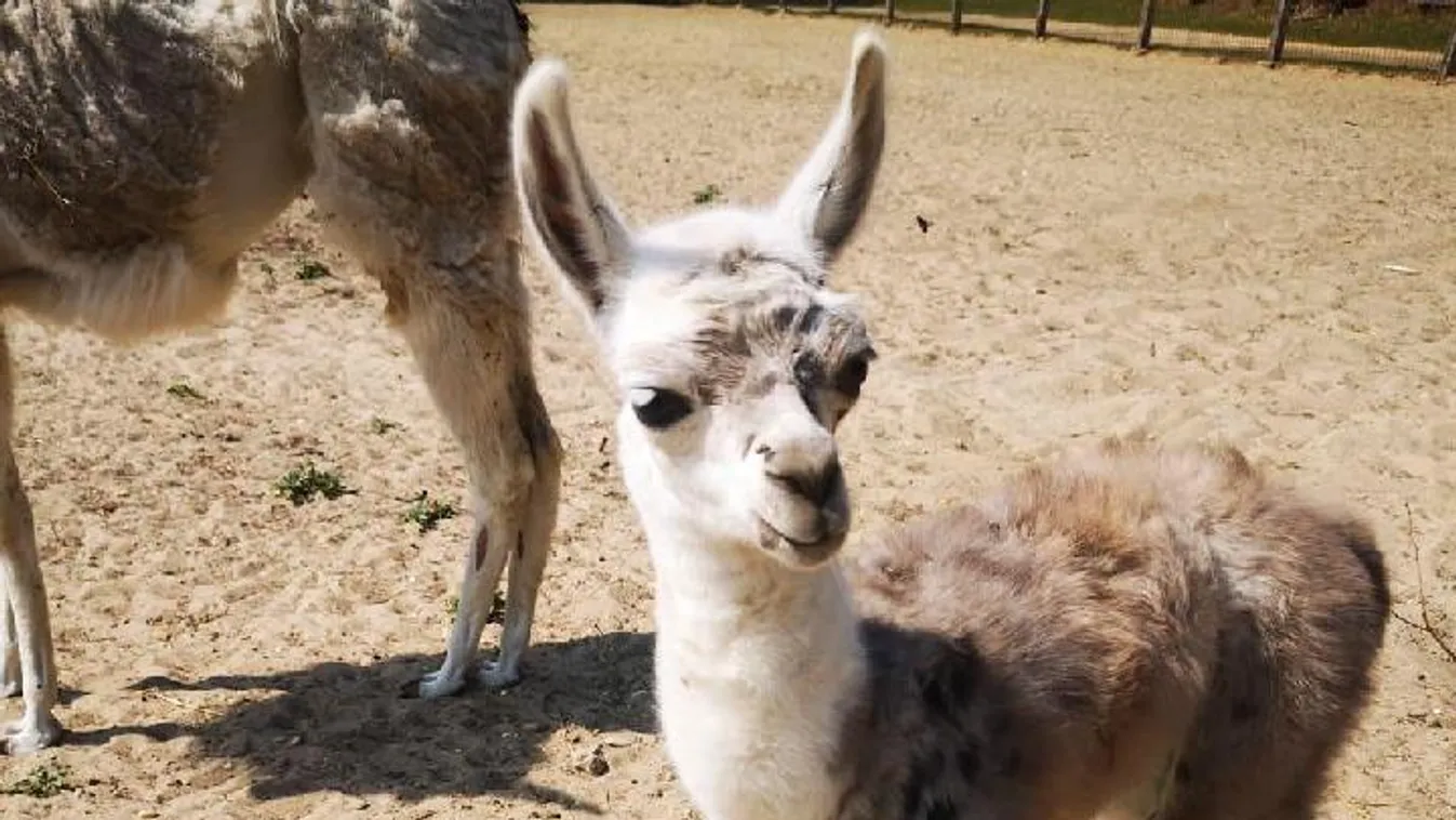 Megmentette az összefogás, hamarosan nyithat a felsőlajosi állatkert