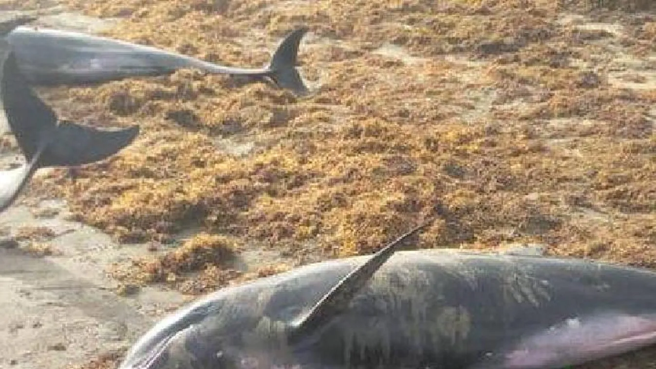 Több tucat delfin tetemét sodorta partra a víz - Videó