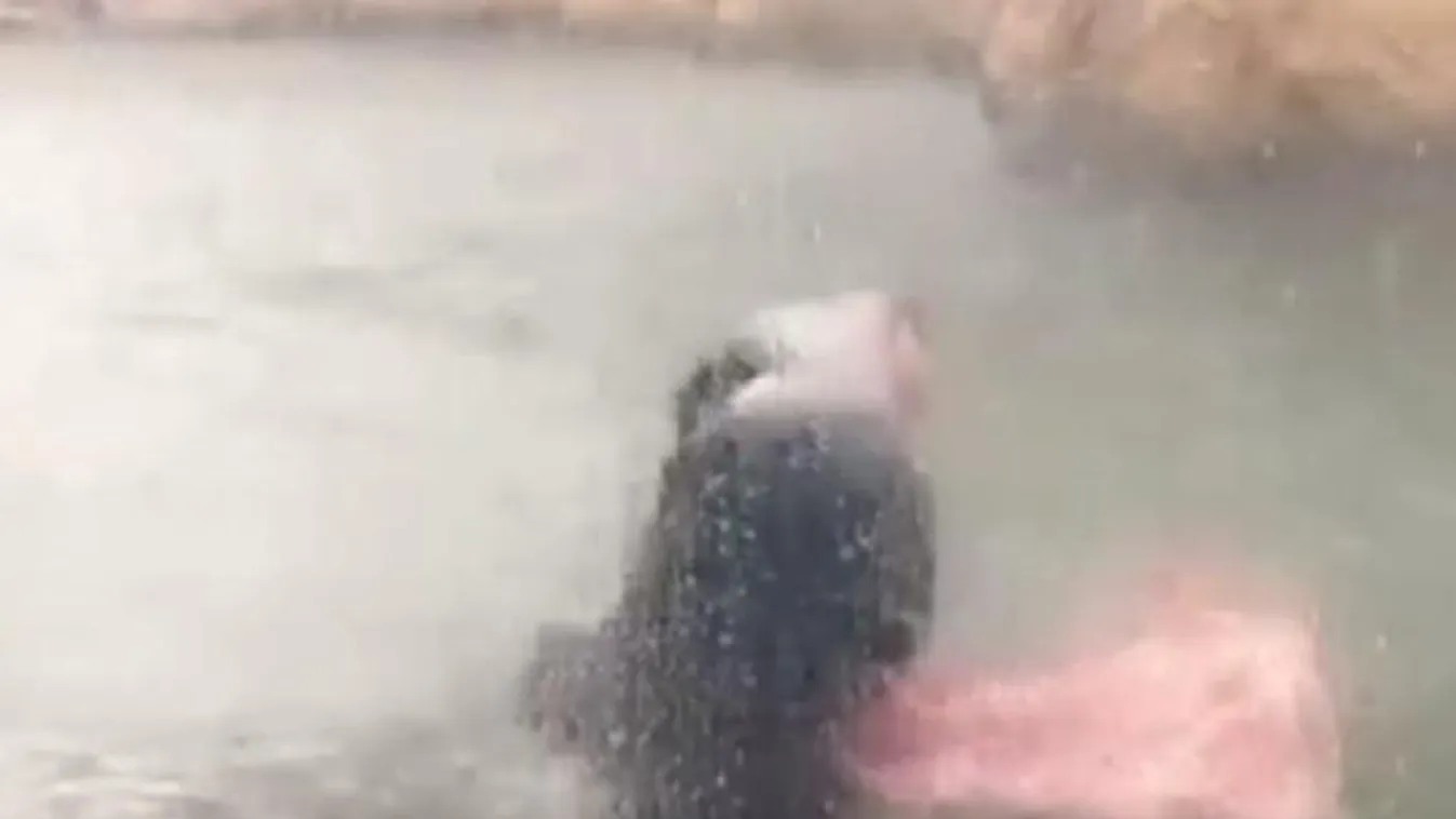 Cuki! Tátott szájjal élvezi az esőt ez a víziló - Videó