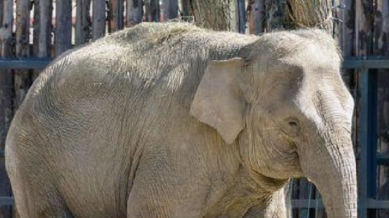 Szavazni lehet a Fővárosi Állatkert kiselefántjának nevére