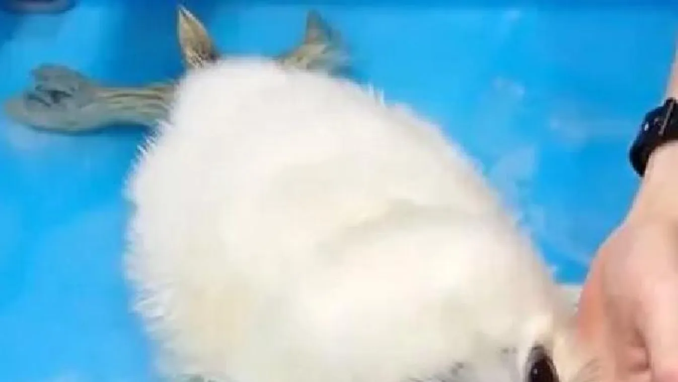 Ez az imádnivaló fókabébi bárki napját bearanyozza - Videó