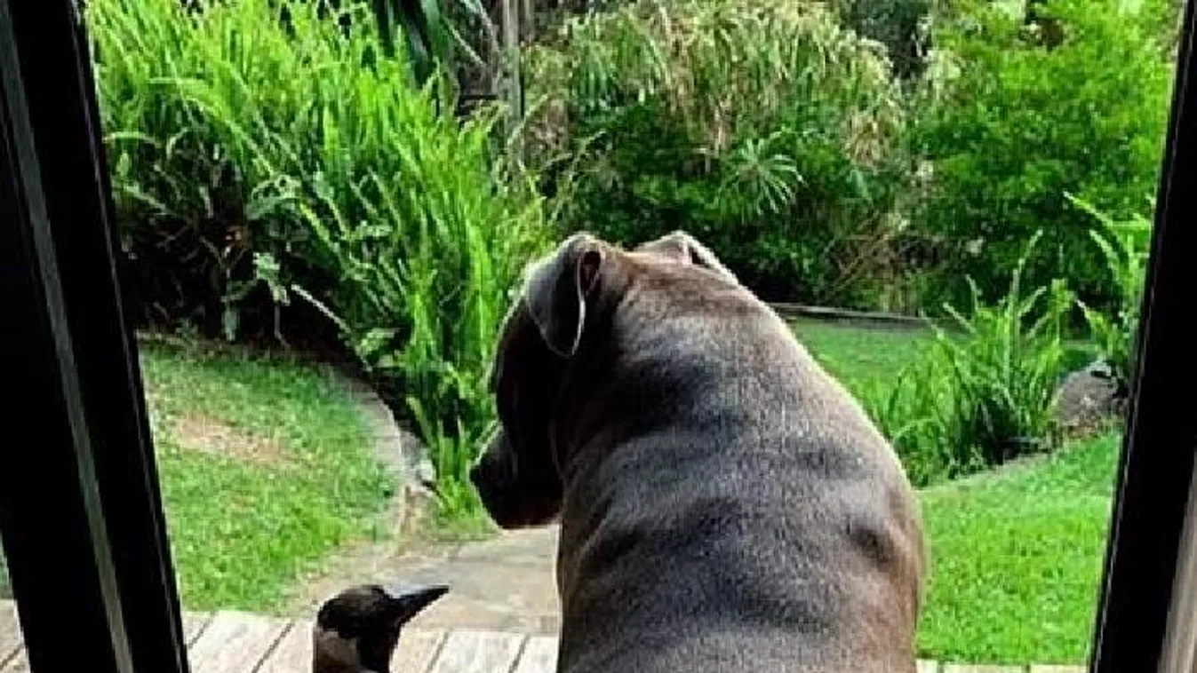 Furcsa barátságot ápol egy kutya és a szarka - Videó