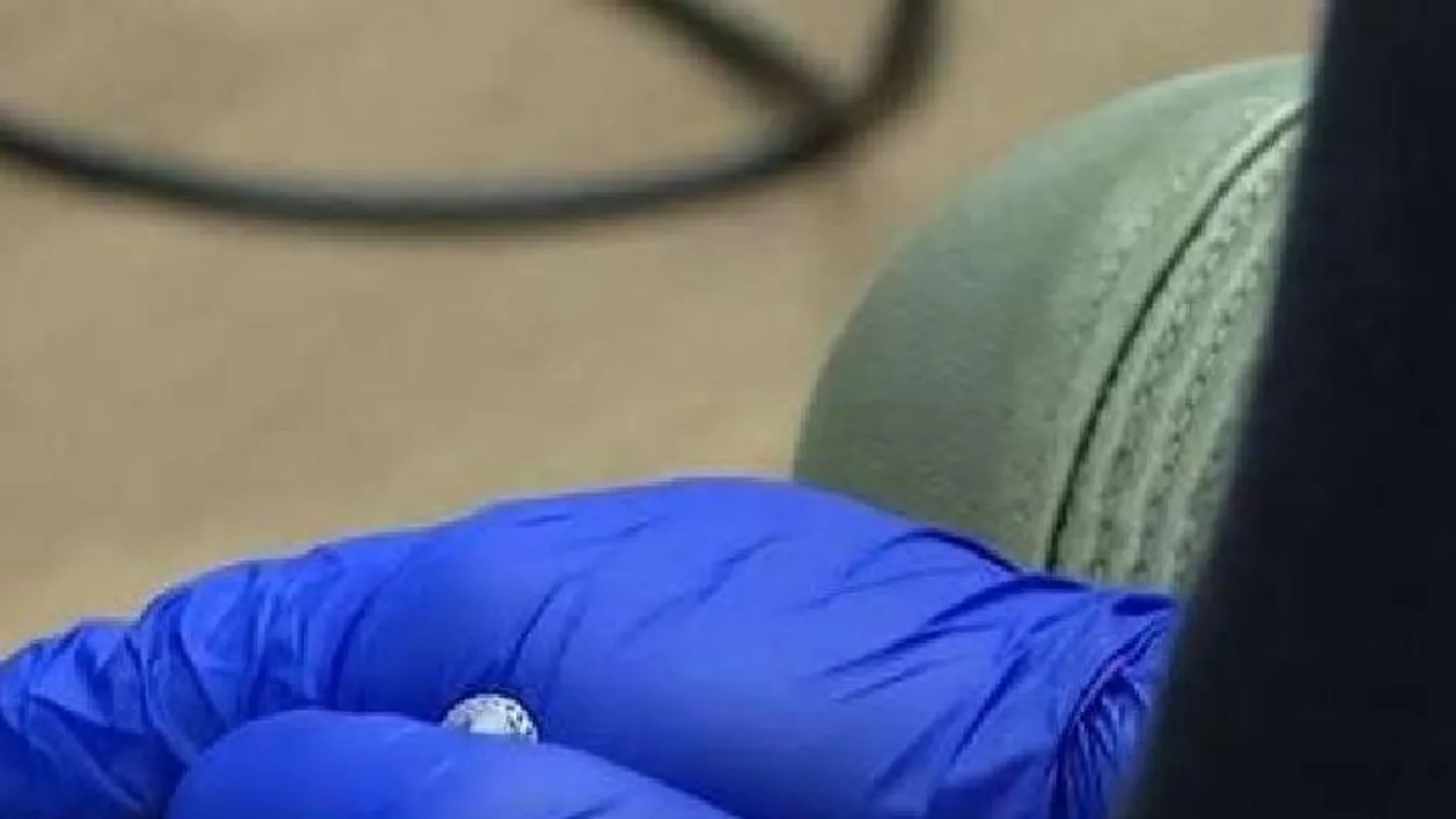 Hagyta elpusztulni kutyáját, börtönbe mehet