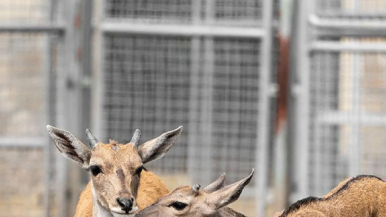Újabb tündéri kisállat született, ezúttal Debrecenben