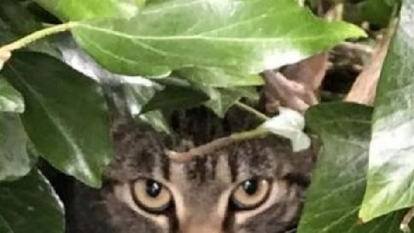 Macska költözött kölykeivel egy madárfészekbe - Fotók