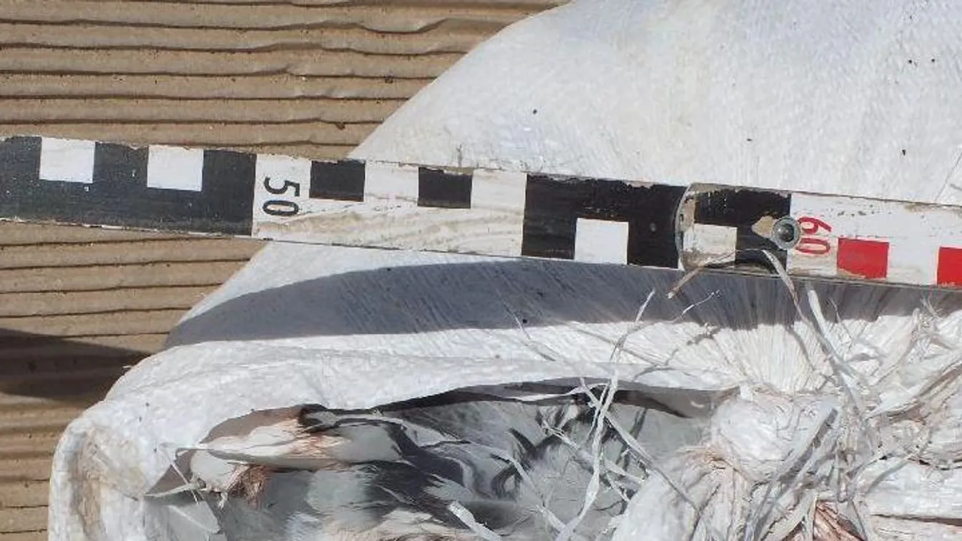 Brutális! Több száz galambot mészárolt le bosszúból egy férfi