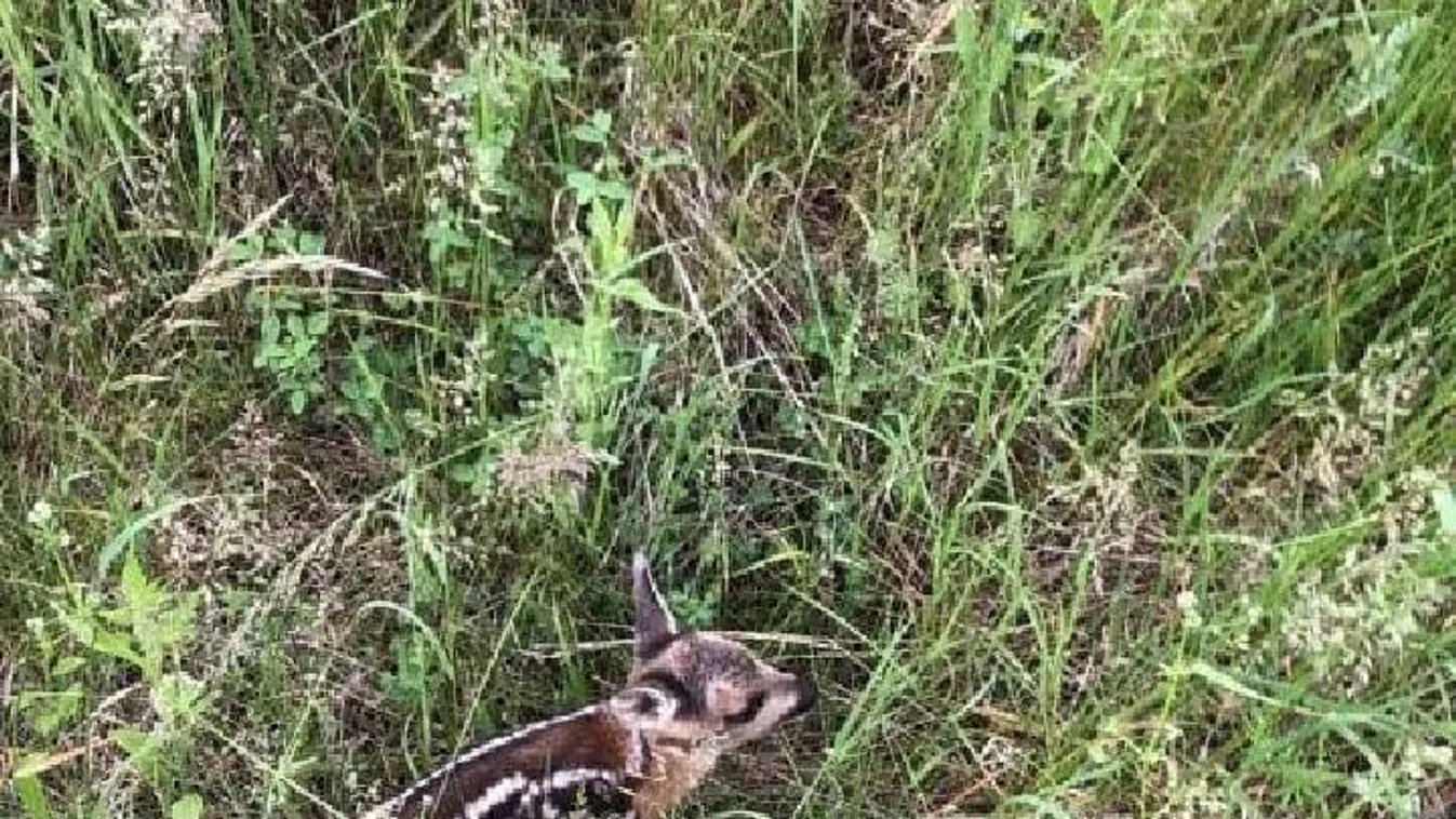 Furcsa, új családra lelt a magára hagyott őzgida