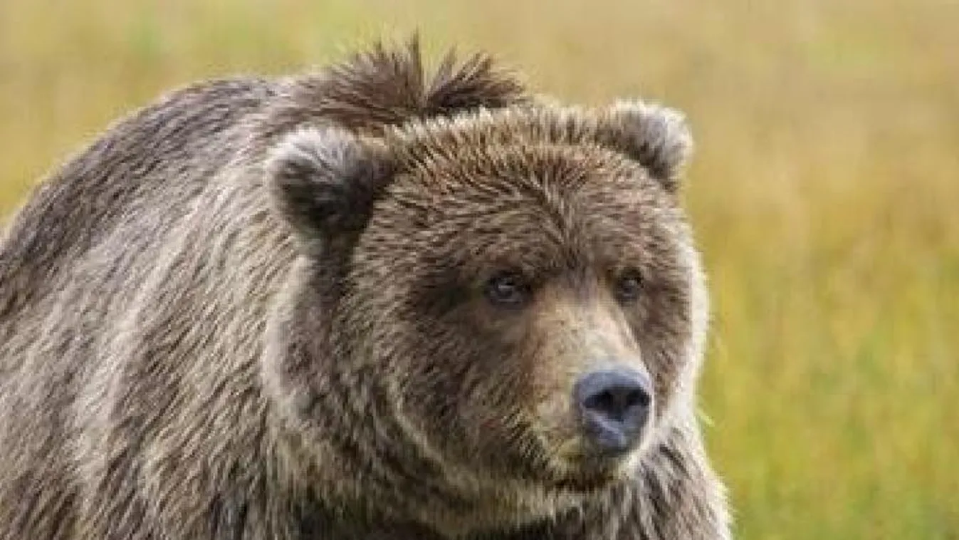 Megtámadta egy medve, majd még egy hétig zaklatta az állat