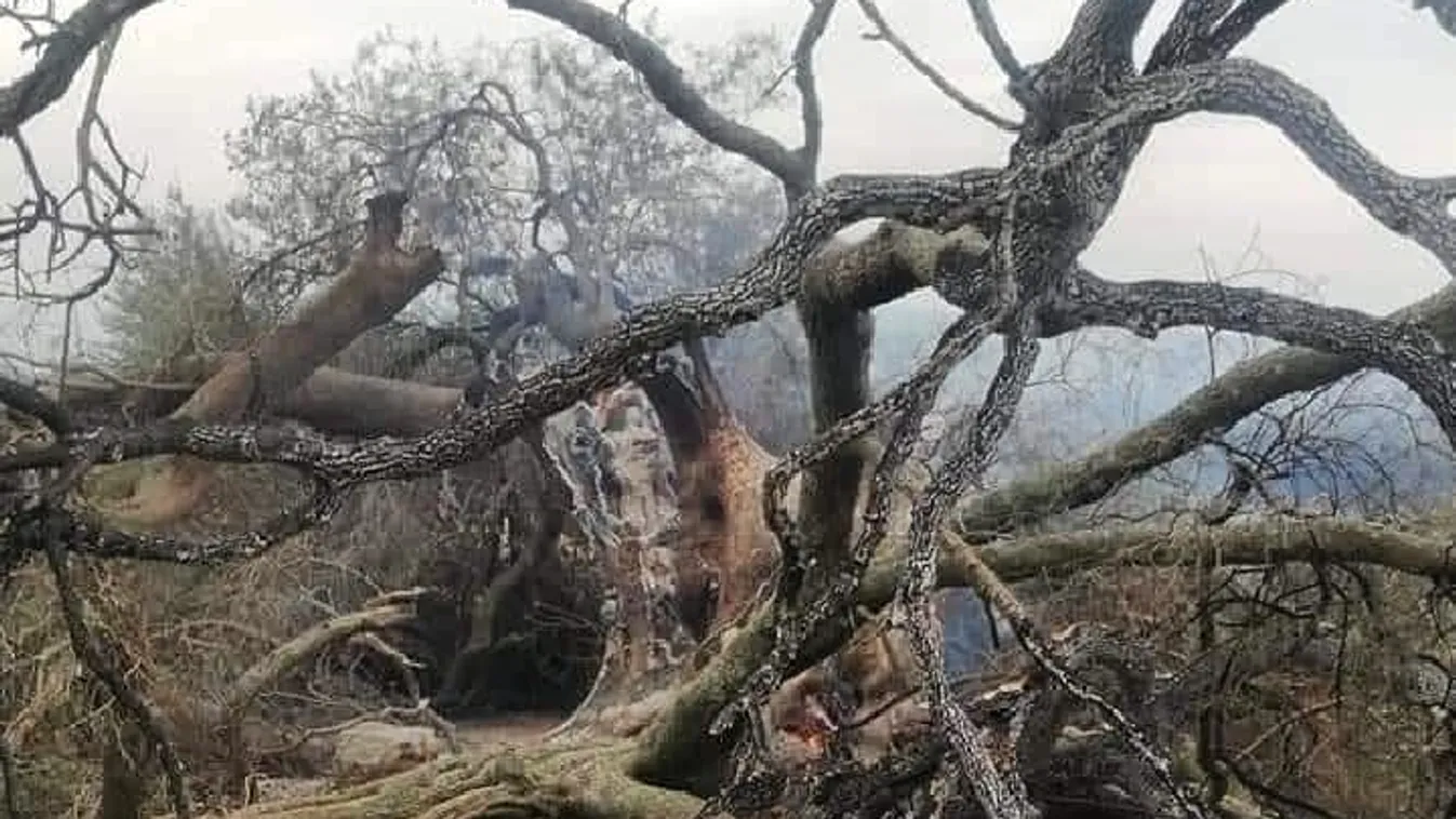 Megmentenének egy szénné égett, évezredes olajfát Szardínián